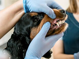 Maladie chien dentaire